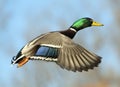 Mallard Drake In Flight On Blurred Blue Sky Background Royalty Free Stock Photo