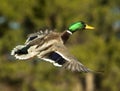 Mallard Drake In Flight On Blurred Green Royalty Free Stock Photo
