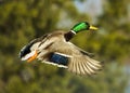 Mallard Drake In Flight On Blurred Green Royalty Free Stock Photo