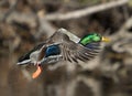 Mallard Drake In Flight On Blurred Wooded Background Royalty Free Stock Photo