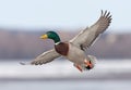 Mallard drake in flight Royalty Free Stock Photo