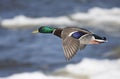 Mallard drake in flight over the Ottawa river Royalty Free Stock Photo