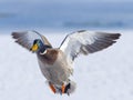 Mallard Drake Head On Royalty Free Stock Photo