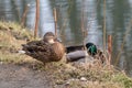Mallard drake male dappled female duck sit on nest Royalty Free Stock Photo