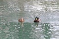 Mallard drake male dappled female duck swimming Royalty Free Stock Photo