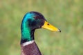 Mallard Drake Portrait - Anas platyrhynchos. Royalty Free Stock Photo