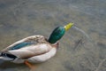 Mallard drake raising its shiny green head from surface of pond drinking water in shallow water, duck head in small drops. Royalty Free Stock Photo