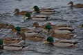 Mallard and drake swim quickly in a flock of duck on the unfrozen river.