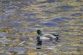 Mallard Drake on reflective pond Royalty Free Stock Photo