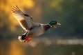 Mallard drake soaring, sunlight reflecting on feathers, habitat, wildlife, shadow Royalty Free Stock Photo