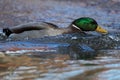 Mallard Drake Surf Royalty Free Stock Photo