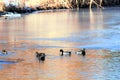 Mallard Drakes and hens on pond in Boise Idaho