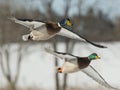 Mallard Drakes Royalty Free Stock Photo