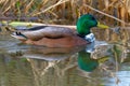 Mallard drakes in spring Royalty Free Stock Photo