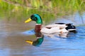 Mallard drakes in spring Royalty Free Stock Photo