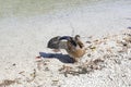 A female mallard drys its feathers in the sunshine after swimming