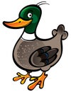 Mallard Duck