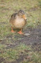 Mallard duck