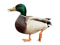 Mallard Duck Royalty Free Stock Photo
