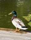 Mallard duck