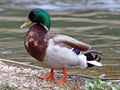 Mallard Duck Royalty Free Stock Photo