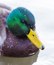 Mallard duck