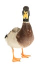 Mallard Duck