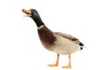 Mallard Duck