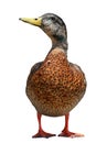 Mallard Duck Royalty Free Stock Photo