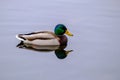 Mallard duck afloat in a pond with reflection