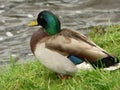 Wildlife. Anas plathyrhynchos. Mallard duck Royalty Free Stock Photo