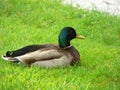 Wildlife. Anas plathyrhynchos. Mallard duck Royalty Free Stock Photo