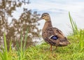 Mallard Duck - Anas platyrhynchos, on canal bank.