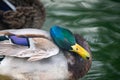 Mallard duck Anas platyrhynchos. Close up portrait of  male wild duck sitting close to the lake Royalty Free Stock Photo