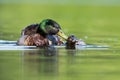 Mallard, Duck, Anas platyrhynchos - Copulation Royalty Free Stock Photo