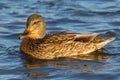 Mallard Duck Anas platyrhynchos female close up portrait in lake at sunset Royalty Free Stock Photo
