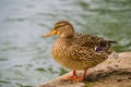 Mallard duck (Anas platyrhynchos), female, standing on the beach, close to the lake. Close up portrait of wild duck Royalty Free Stock Photo