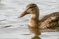 Mallard Duck Anas platyrhynchos fishing line