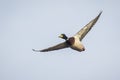 Mallard duck Anas platyrhynchos in flight Royalty Free Stock Photo