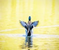 Mallard duck - Anas platyrhynchos - fly out of yellow water
