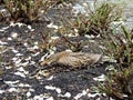 Mallard duck, Anas platyrhynchos, hatches eggs in nest located Royalty Free Stock Photo