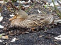 Mallard duck, Anas platyrhynchos, hatches eggs in nest located Royalty Free Stock Photo