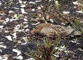 Mallard duck, Anas platyrhynchos, hatches eggs in nest located Royalty Free Stock Photo