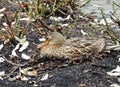 Mallard duck, Anas platyrhynchos, hatches eggs in nest located Royalty Free Stock Photo