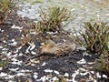 Mallard duck, Anas platyrhynchos, hatches eggs in nest located Royalty Free Stock Photo