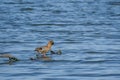 Mallard duck Anas platyrhynchos juvenile male, medium-sized water bird. The bird stands on a branch sticking out of the water Royalty Free Stock Photo