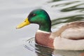 Mallard Duck (Anas platyrhynchos) male close up profile Royalty Free Stock Photo