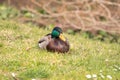 Mallard duck Anas platyrhynchos male Royalty Free Stock Photo