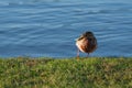 Mallard duck Anas Platyrhynchos on the shore of the lake in the rays of the setting sun.  bird cleans its feathers with its beak Royalty Free Stock Photo