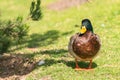 Mallard duck Anas platyrhynchos standing on the green grass under the tree. Close up portrait of  male wild duck Royalty Free Stock Photo